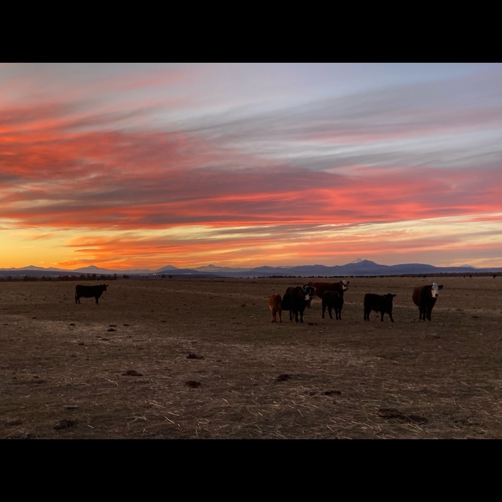 Meet your Posher, Lacy
